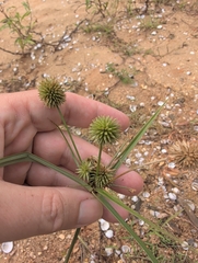 author not stated, no rights reserved Cyperus echinatus, photograph author not stated, no rights reserved