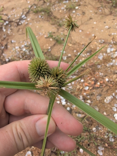 Cyperus echinatus, photograph 5