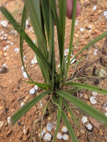 Cyperus echinatus, photograph 6