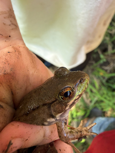 Green Frog