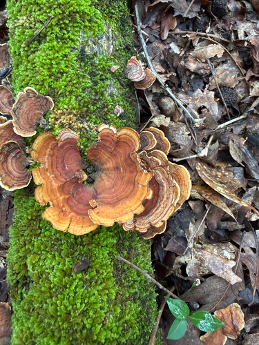 False Turkeytail