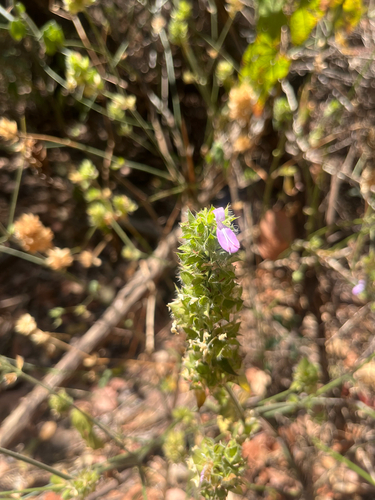 Dicliptera ciliaris