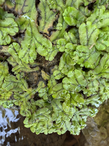 Star-headed Liverwort