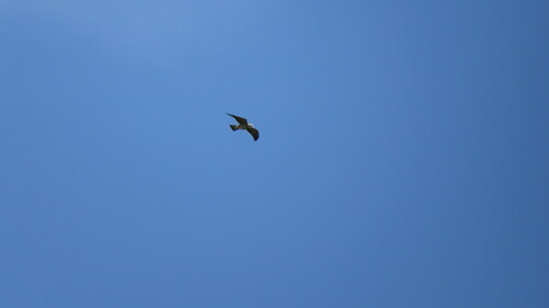 Mississippi Kite
