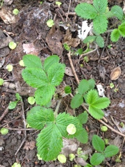 Fragaria viridis