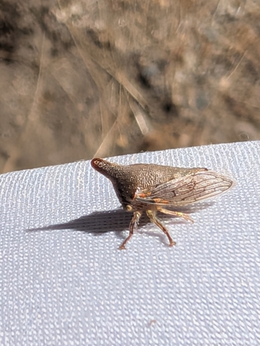 iNaturalist observation photo of Oak Treehopper