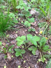 Fragaria viridis