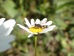 Cerceris rybyensis