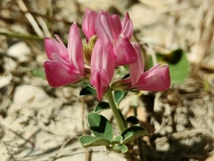 Sulla coronaria