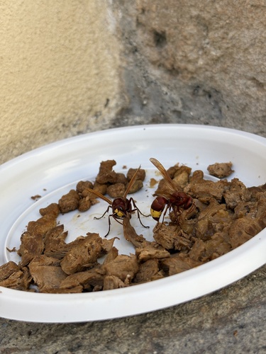 Oriental Hornet