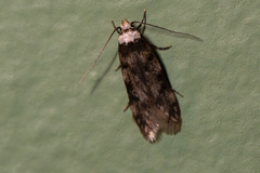 Endrosis sarcitrella