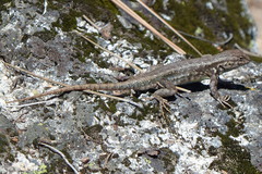 Sceloporus graciosus gracilis