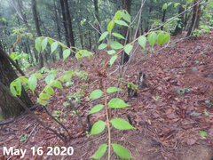 Toxicodendron trichocarpum