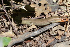 Plestiodon gilberti gilberti