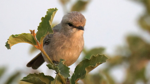 iNaturalist image