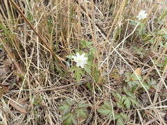 Anemonoides amurensis