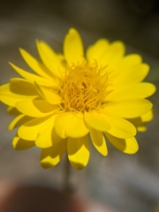 Pentachaeta aurea aurea
