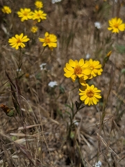 Pentachaeta aurea aurea