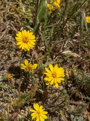 Pentachaeta aurea aurea