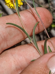 Pentachaeta aurea aurea