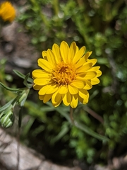 Pentachaeta aurea aurea