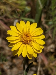 Pentachaeta aurea aurea