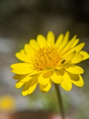 Pentachaeta aurea aurea