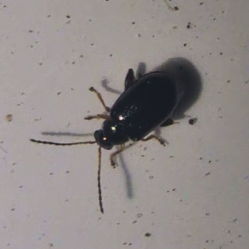Aphthona observed 2026-09-07