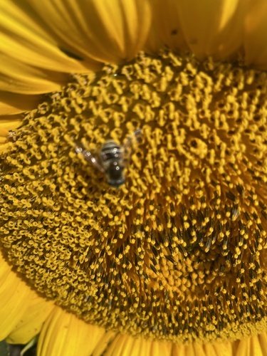 Yellow-shouldered Drone Fly
