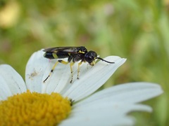 Tenthredo zonula