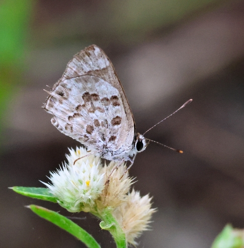 Gray-spotted Scrub-Hairstreak