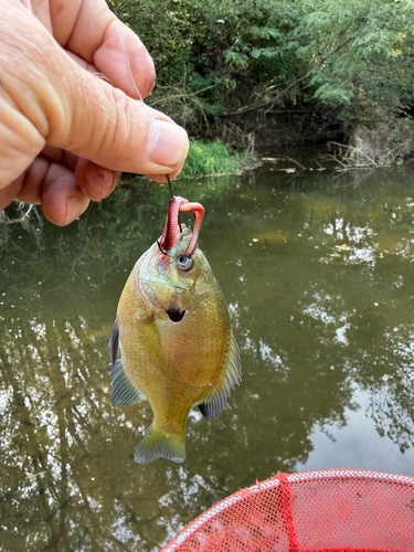 Bluegill