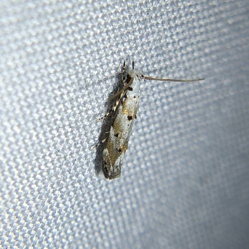 Coleotechnites eryngiella photo 4