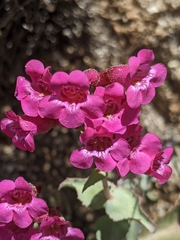 Penstemon clevelandii connatus