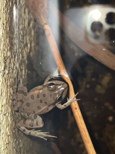 Sahara Frog