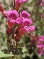 Penstemon clevelandii connatus