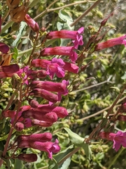 Penstemon clevelandii connatus
