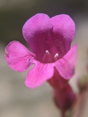 Penstemon clevelandii connatus