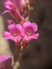 Penstemon clevelandii connatus