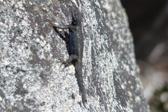 Sceloporus occidentalis taylori