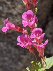 Penstemon clevelandii connatus
