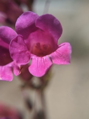 Penstemon clevelandii connatus