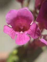 Penstemon clevelandii connatus