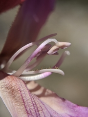 Penstemon clevelandii connatus
