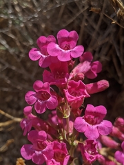 Penstemon clevelandii connatus
