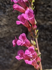 Penstemon clevelandii connatus