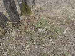 Anemonoides amurensis
