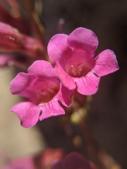 Penstemon clevelandii connatus
