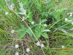 Filipendula stepposa