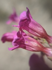 Penstemon clevelandii connatus